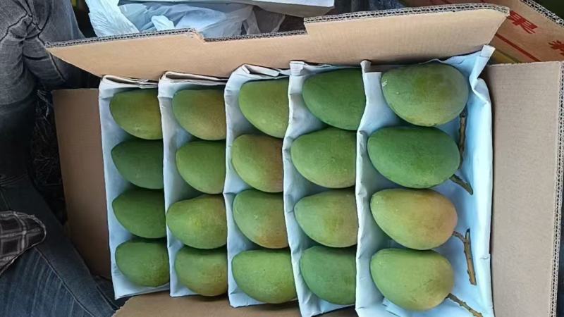 精选芒果台农芒果口感好价格实惠欢迎全国各地老板联系