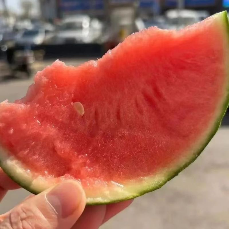 小糖丸西瓜产地直发支持一件代发