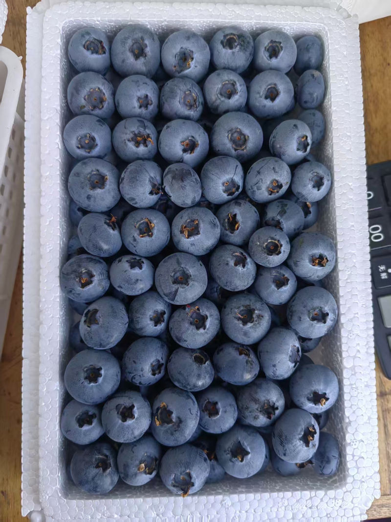 【精品】莱克西蓝莓大量上市个大饱满口感香甜全国发货