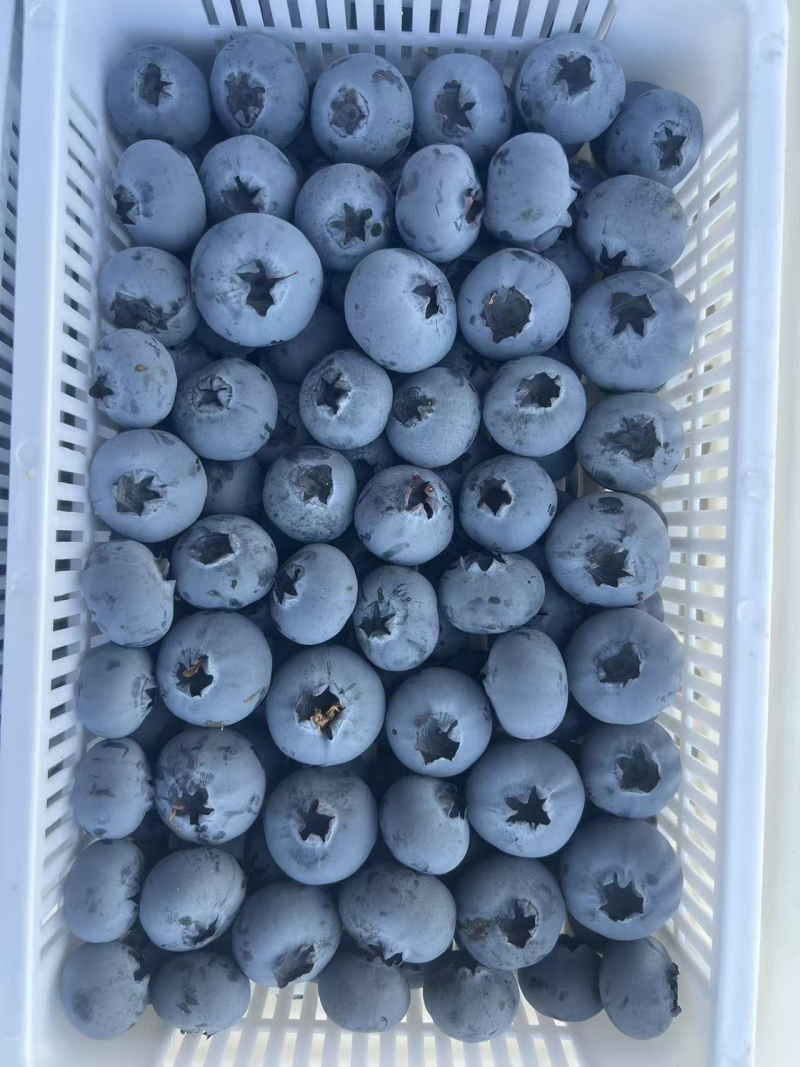 【精品】莱克西蓝莓大量上市个大饱满口感香甜全国发货
