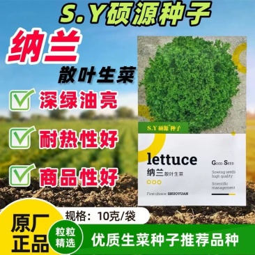 纳兰散叶生菜种子深绿速生早熟耐寒高产翠绿大田基地蔬菜种子