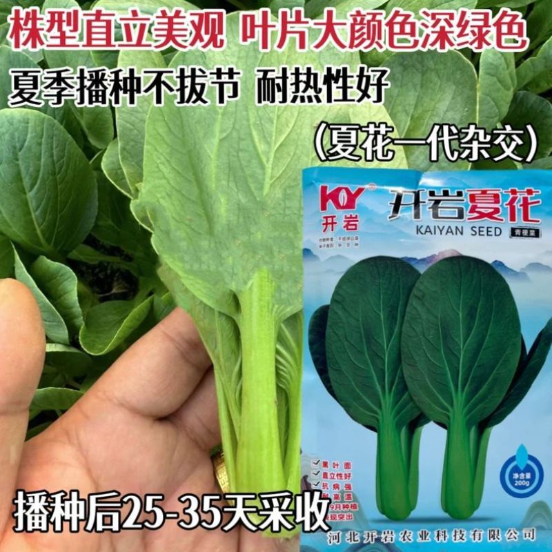开岩夏花青梗菜种子杂交一代上海青种子大叶翠绿耐热不易拔节