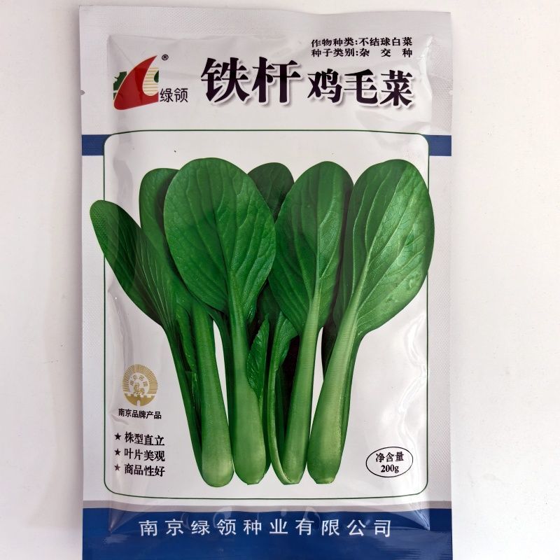 正品耐热铁杆鸡毛菜种子四季耐雨高产