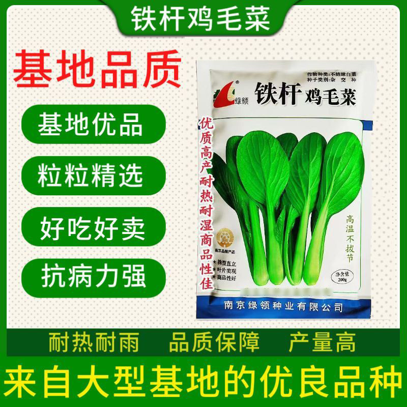 正品耐热铁杆鸡毛菜种子四季耐雨高产