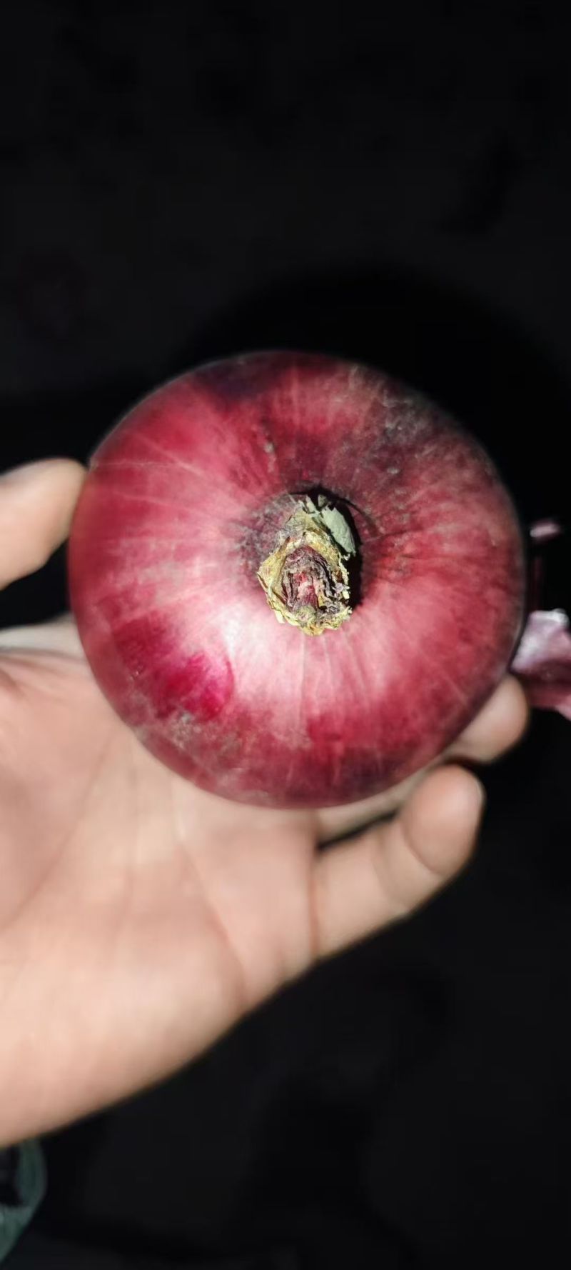 通许紫皮洋葱现挖现发规格齐全提供网袋纸箱等卖相好承接电商