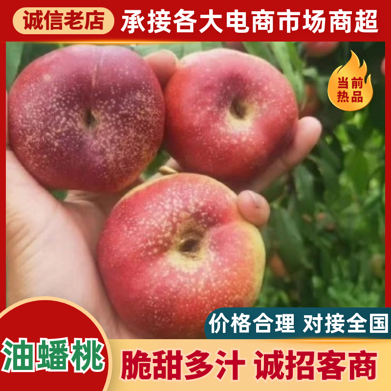 【精品油蟠桃】红油蟠桃/纽扣蟠桃/黄蟠桃各种品类齐全