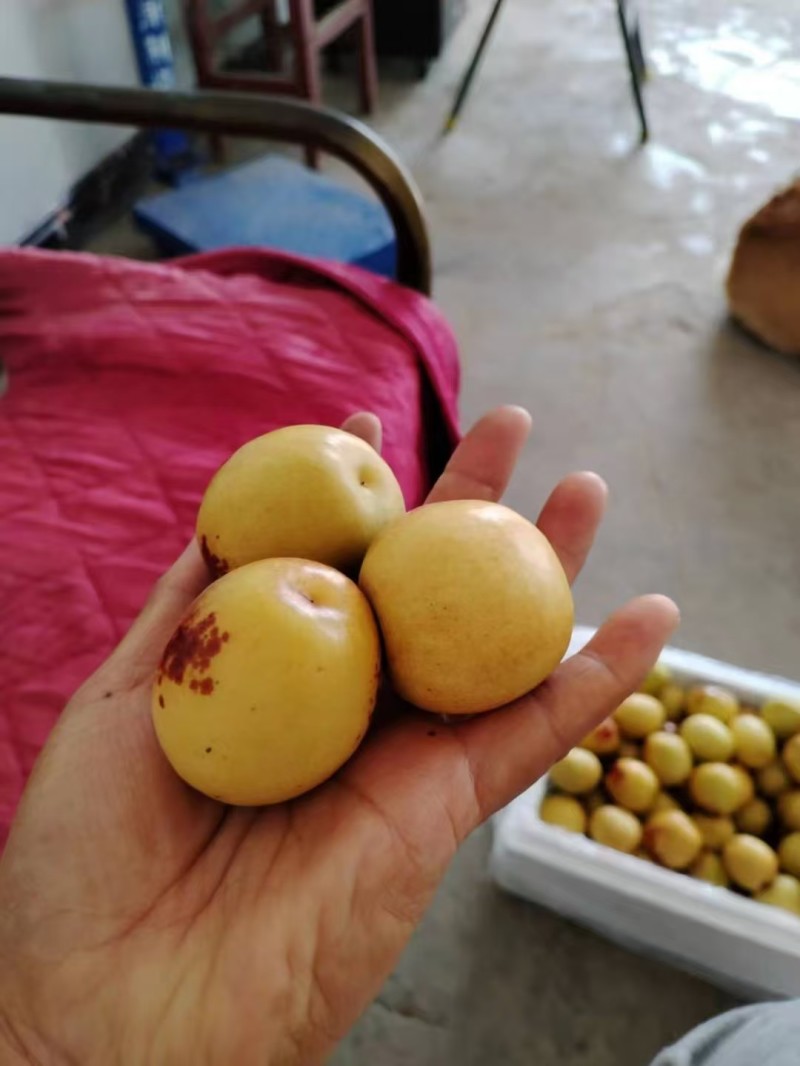 【冬枣】陕西大荔冬枣大量上市质量非常好对接各大社区团购
