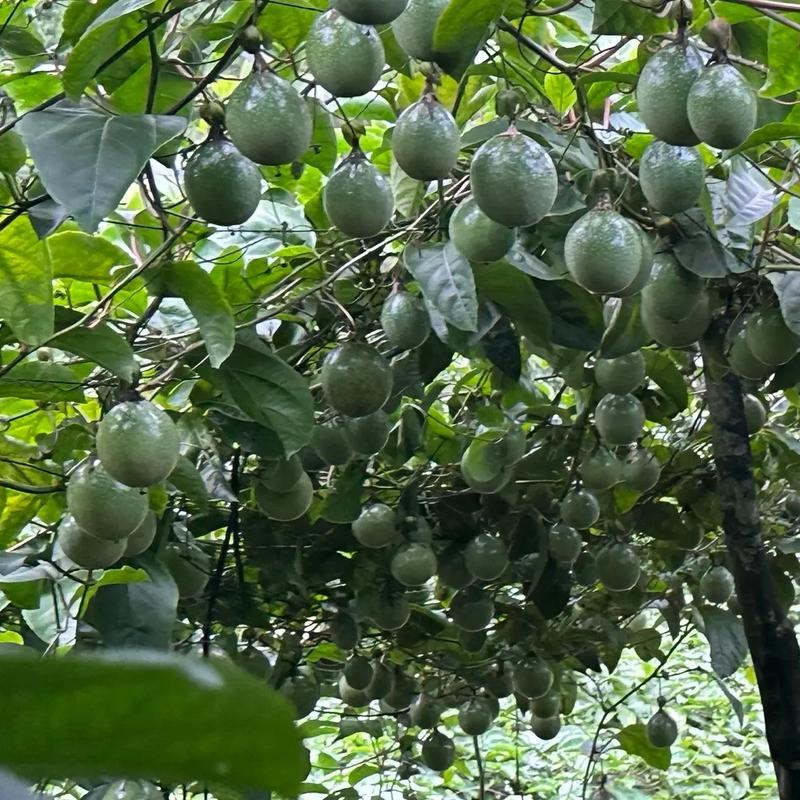 广东精品百香果大量上市欢迎老板来基地考察订购