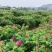 平阴重瓣红玫瑰花茶大朵干玫瑰无硫烘干散装整箱批发