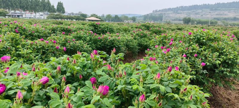 平阴重瓣红玫瑰花茶大朵干玫瑰无硫烘干散装整箱批发