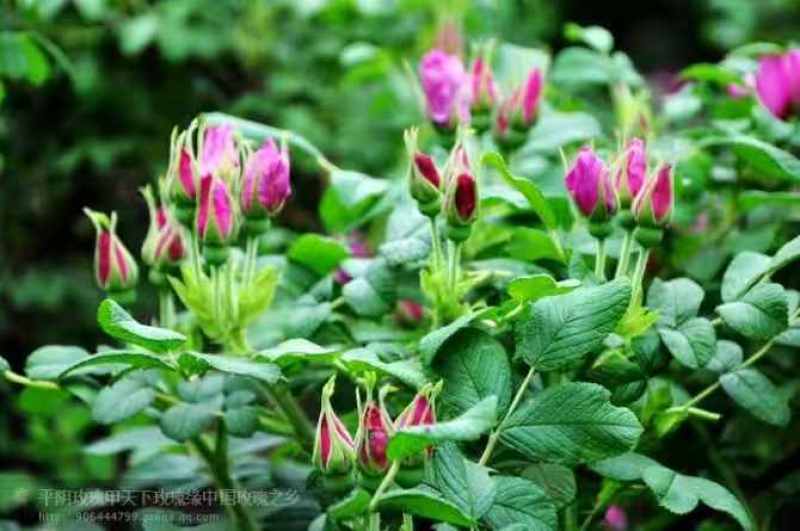 平阴重瓣红玫瑰花茶大朵干玫瑰无硫烘干散装整箱批发