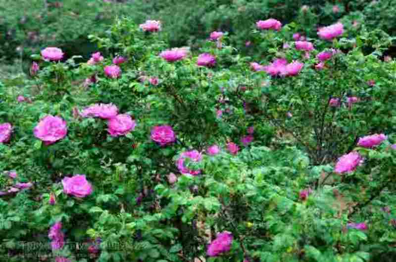 平阴重瓣红玫瑰花茶大朵干玫瑰无硫烘干散装整箱批发