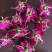 平阴重瓣红玫瑰花茶大朵干玫瑰无硫烘干散装整箱批发