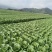 大娃娃菜新鲜大量上市味美甘甜价格优惠欢迎来电咨询