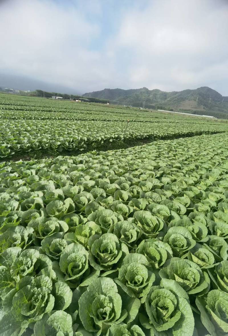 大娃娃菜新鲜大量上市味美甘甜价格优惠欢迎来电咨询