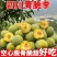 四川青脆李，五月脆半边红李子对接各大电商，一件代发