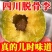 四川青脆李，五月脆半边红李子对接各大电商，一件代发