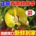 四川青脆李，五月脆半边红李子对接各大电商，一件代发