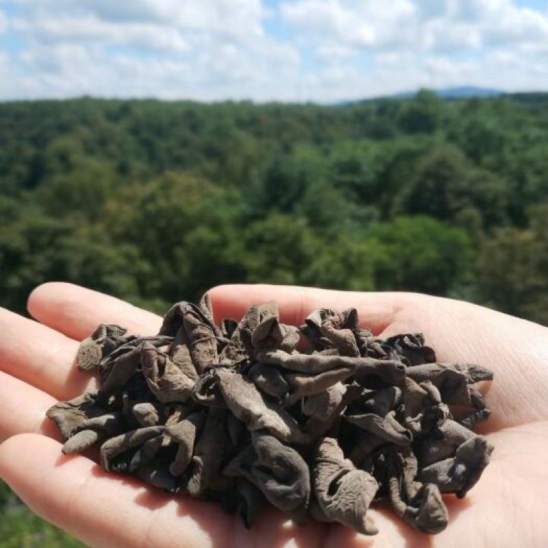 好货推荐精品毛木耳基地直发常年大量供应可视频看货