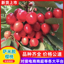 河北衡水樱桃园直供萨米脱樱桃2026新鲜上市货源充足