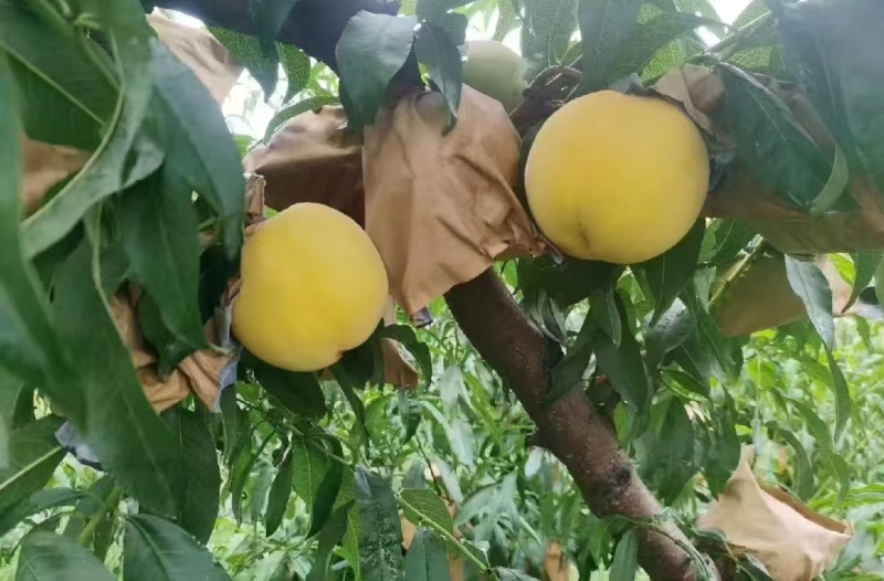 陕西大荔黄桃黄金蜜黄金凤超霸锦绣黄桃基地直供量大从优