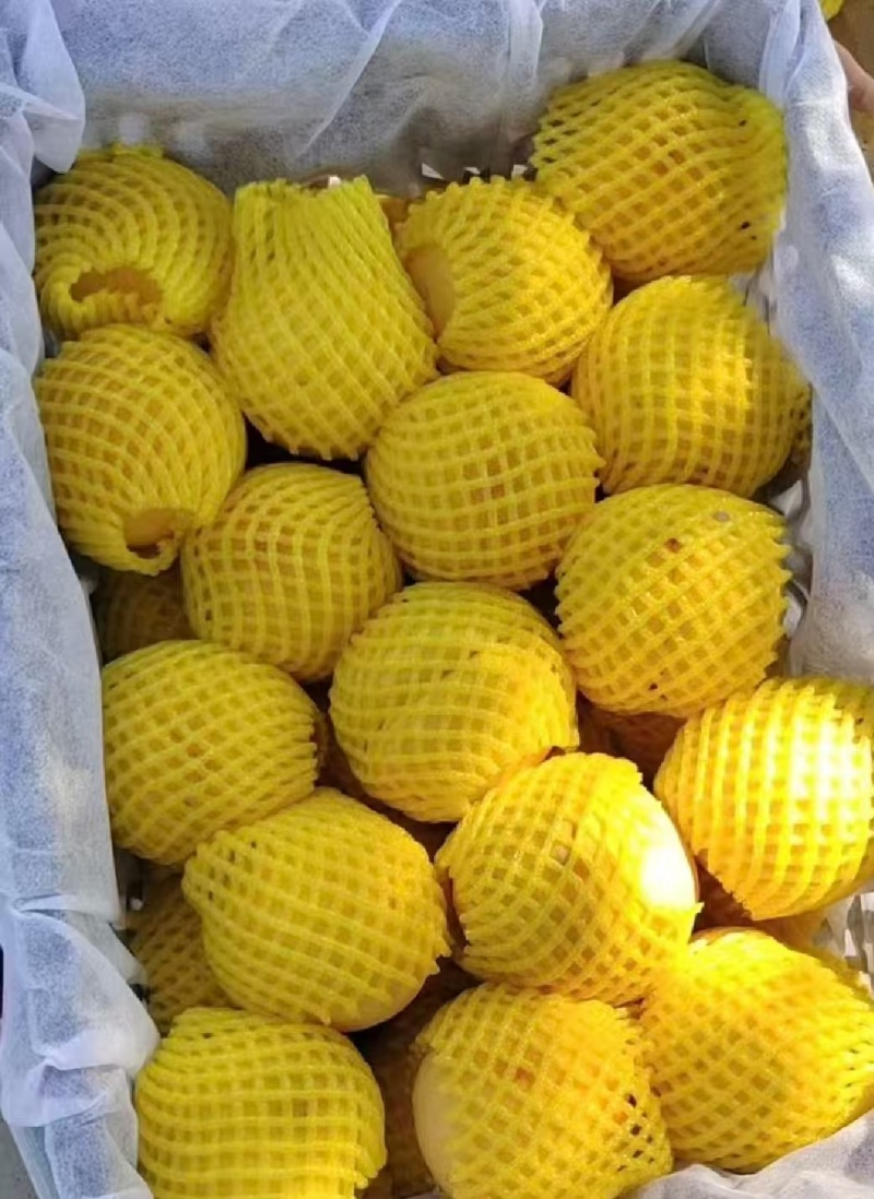 陕西大荔黄桃黄金蜜黄金凤超霸锦绣黄桃基地直供量大从优