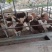 活牛西门塔尔牛货源充足1200斤以上屠宰肉牛