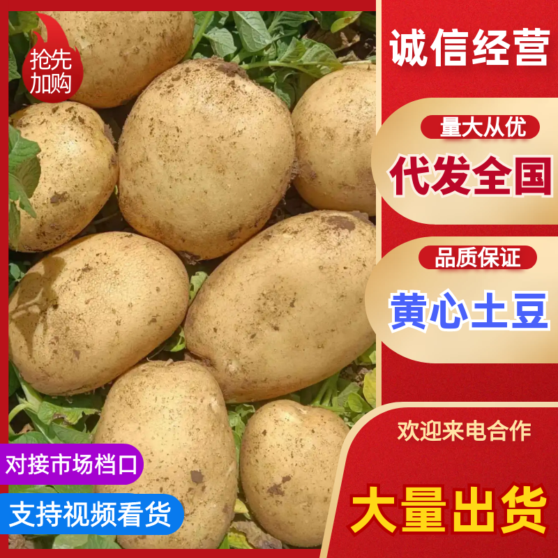 土豆精品黄心土豆大量上市，个大，薯型正，皮毛亮大量现货