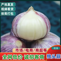 大蒜，独头蒜辽宁绥中万亩独头蒜掰蒜大量上市质量保证