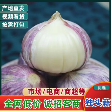 大蒜，独头蒜辽宁绥中万亩独头蒜掰蒜大量上市质量保证