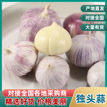 精品紫皮蒜独头蒜四六瓣瓣蒜一手货源量大从优