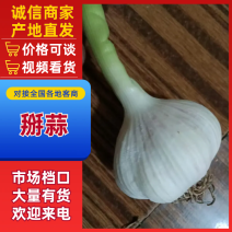 [实力]四六瓣瓣蒜紫皮蒜独头蒜现挖现发基地直发品质优良