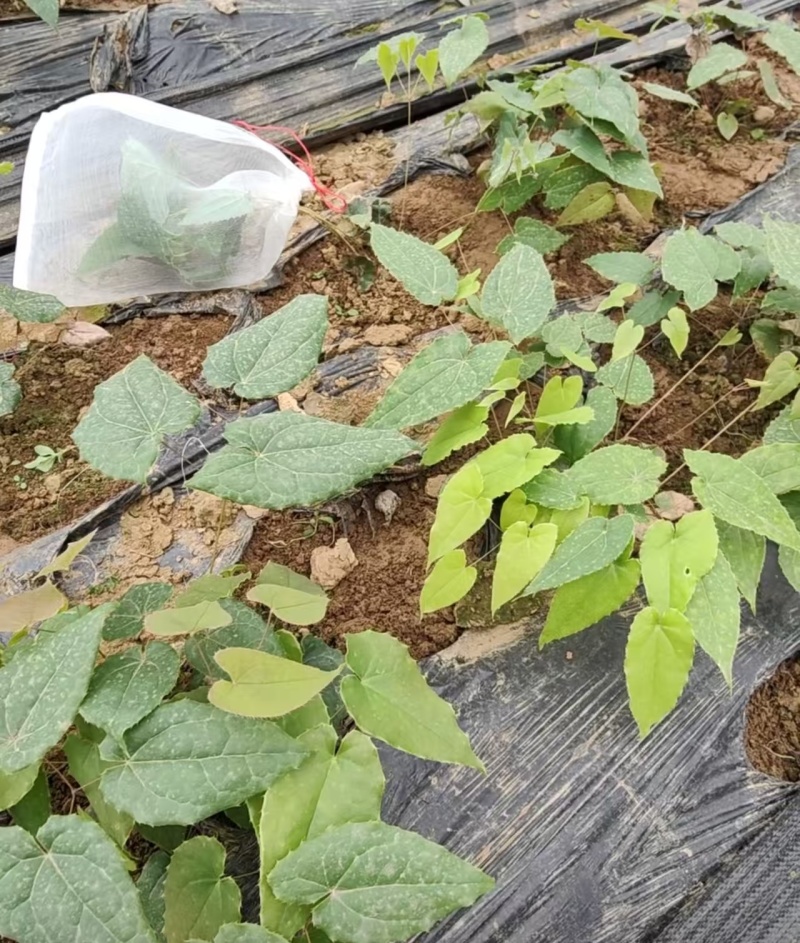 高含量优质箭叶2号淫羊藿苗湖北十堰郧阳区发货