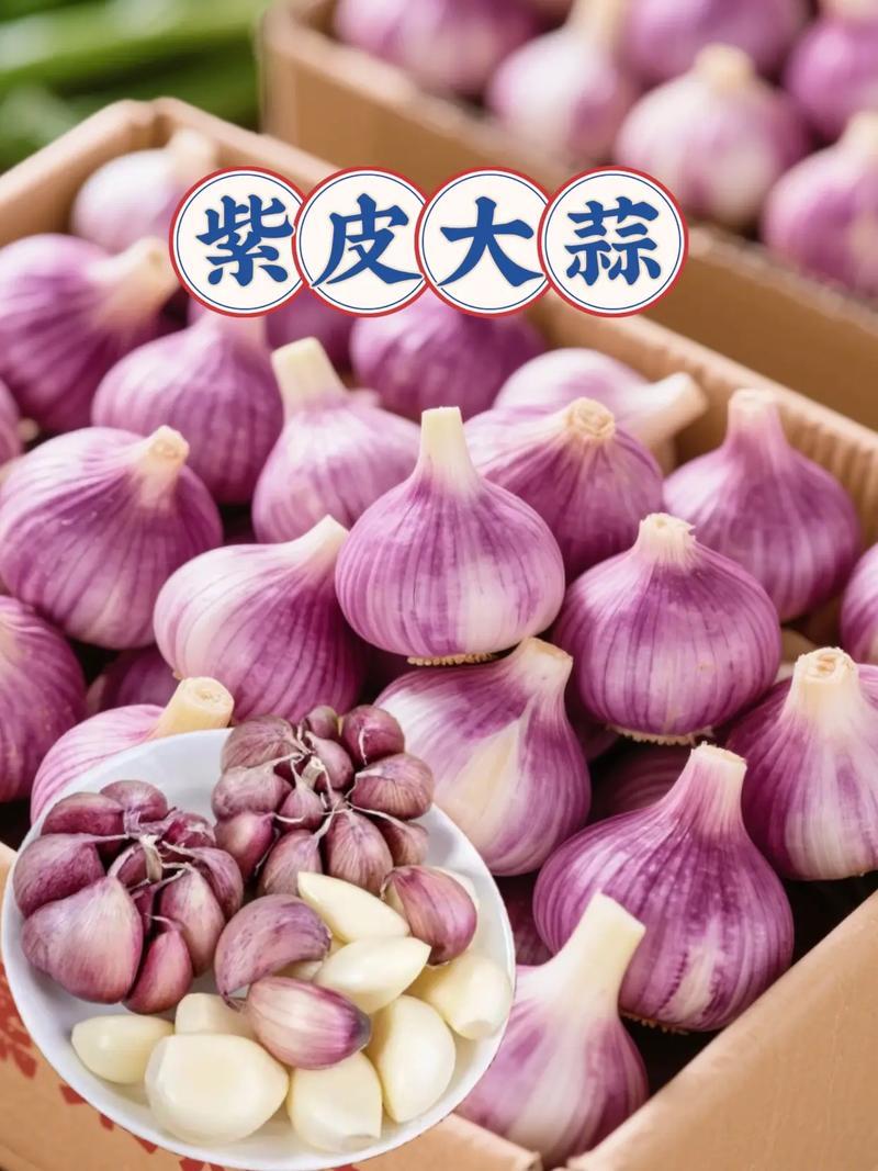 山东新蒜26紫皮大蒜全国发货对接电商市场商超