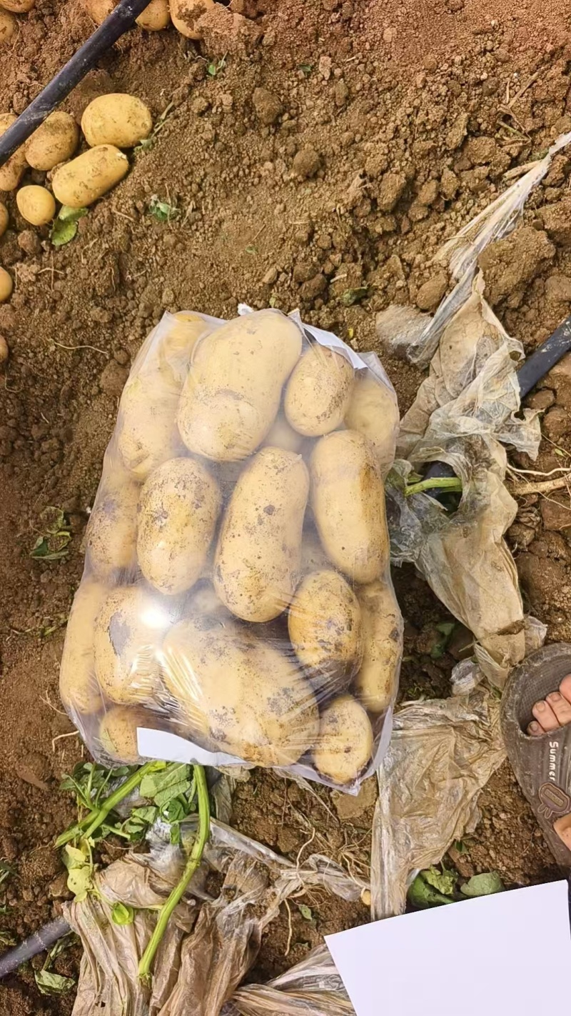 实验一土豆，黄心黑土地。精品土豆，现货速发保质保量