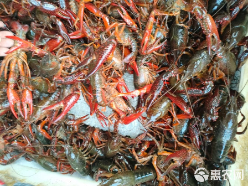 【实力推荐】湖北小龙虾鲜活上市全规格分拣底板干净基地大量