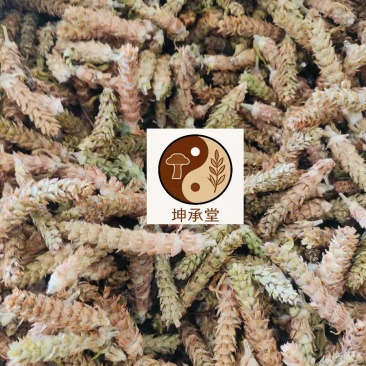 夏枯球