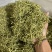 金银花山银花