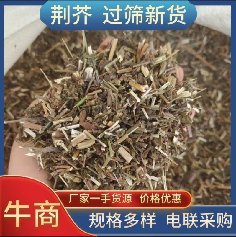 荆芥
