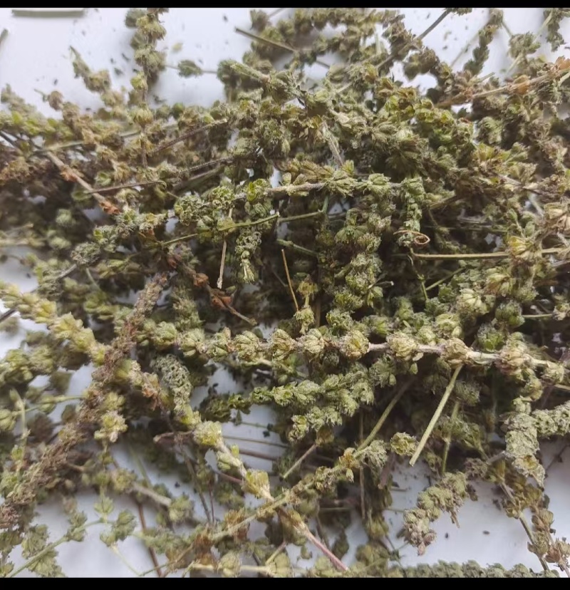荆芥