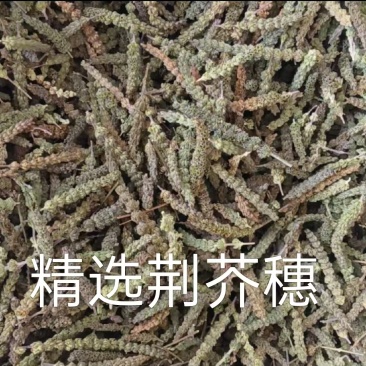 荆芥