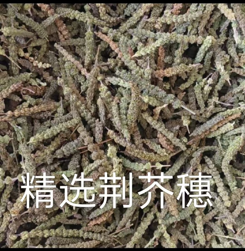 荆芥