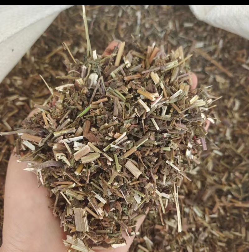 荆芥