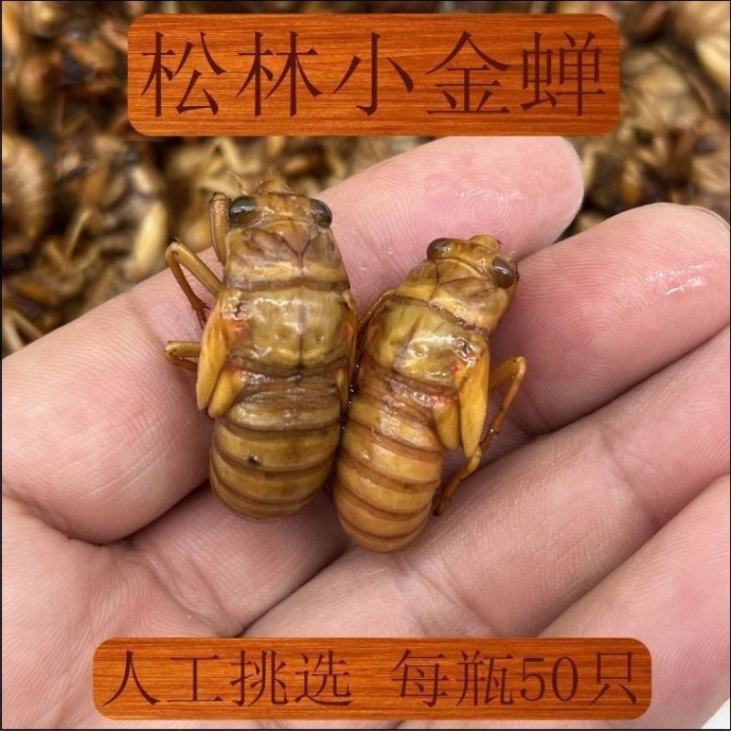 蝉蛹电商发货产地直发保质量支持一件代发