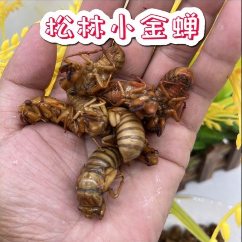 蝉蛹支持一件代发