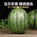 小糖丸西瓜一件代发