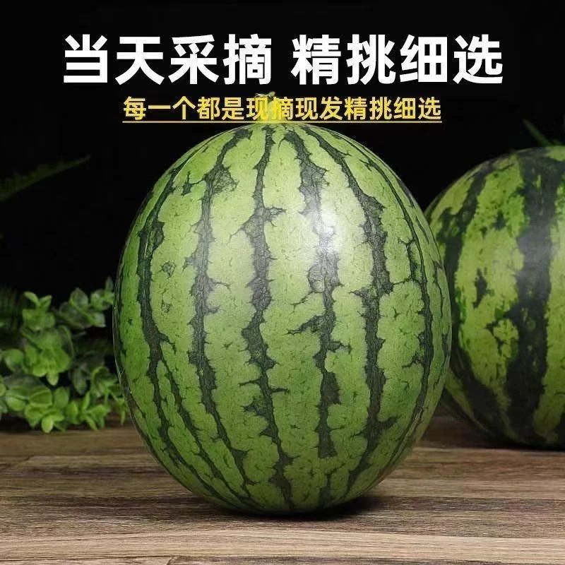 小糖丸西瓜一件代发