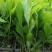 农户直销马占相思小苗无纺布袋容器苗荒山造林边坡绿化