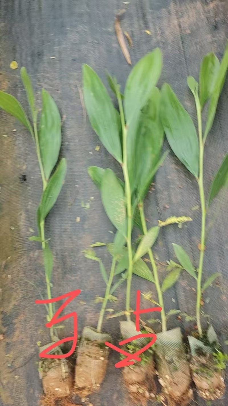 农户直销马占相思小苗无纺布袋容器苗荒山造林边坡绿化
