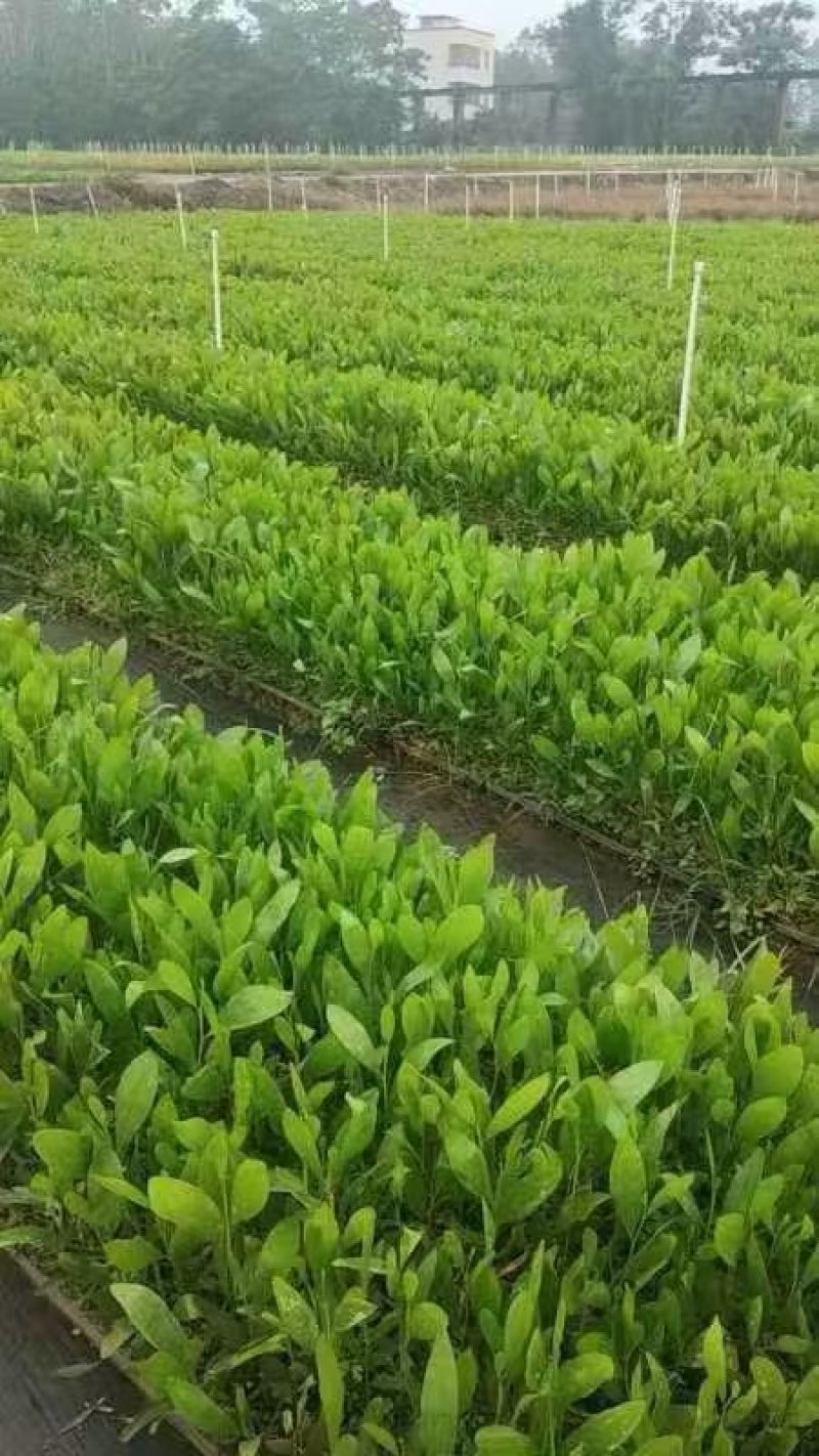 农户直销马占相思小苗无纺布袋容器苗荒山造林边坡绿化